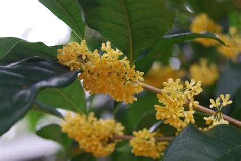 金桂品種|金桂 Osmanthus fragrans var.thunbergii